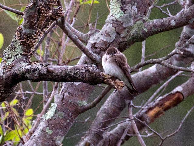 Northern Rough-winged Swallow, Valle Crucis Community Park